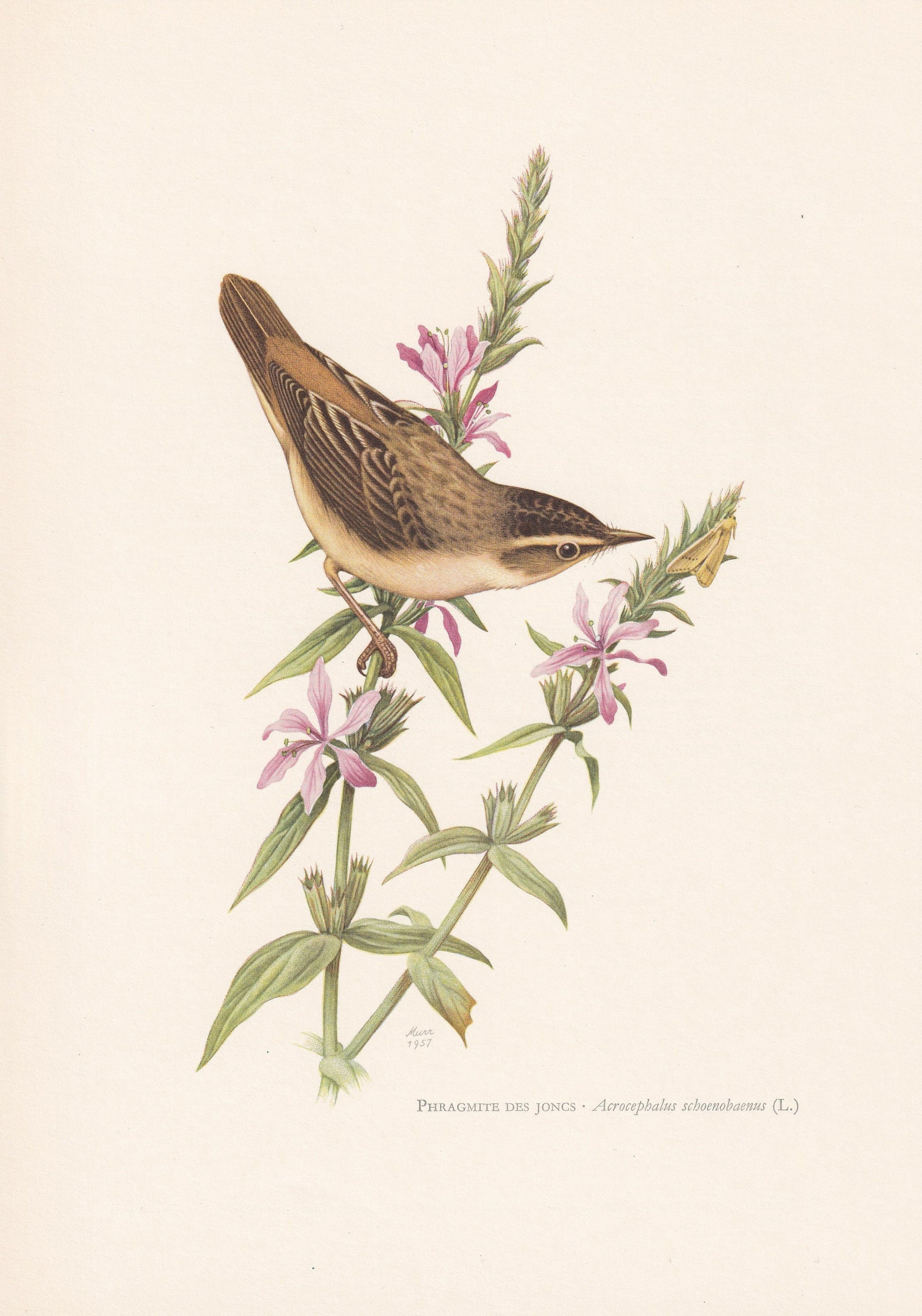 1960 SEDGE WARBLER Bird Print - Vintage Bird Print - Bird Illustration - Bird Wall Art - Bird Decor - 7.5 x 10.6 Inches