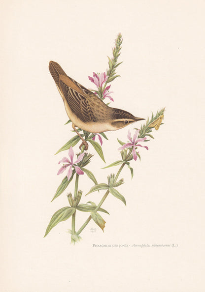 1960 SEDGE WARBLER Bird Print - Vintage Bird Print - Bird Illustration - Bird Wall Art - Bird Decor - 7.5 x 10.6 Inches