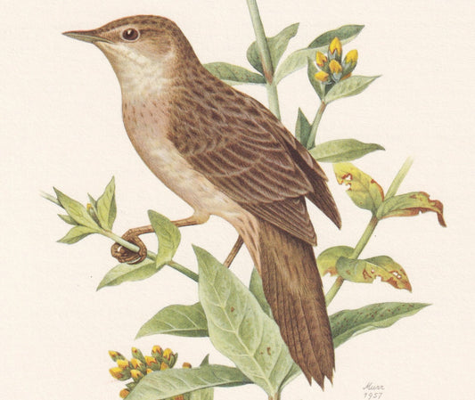 1960 COMMON GRASSHOPPER WARBLER Bird Print - Vintage Bird Print - Bird Illustration - Bird Wall Art - Bird Decor - 7.5 x 10.6