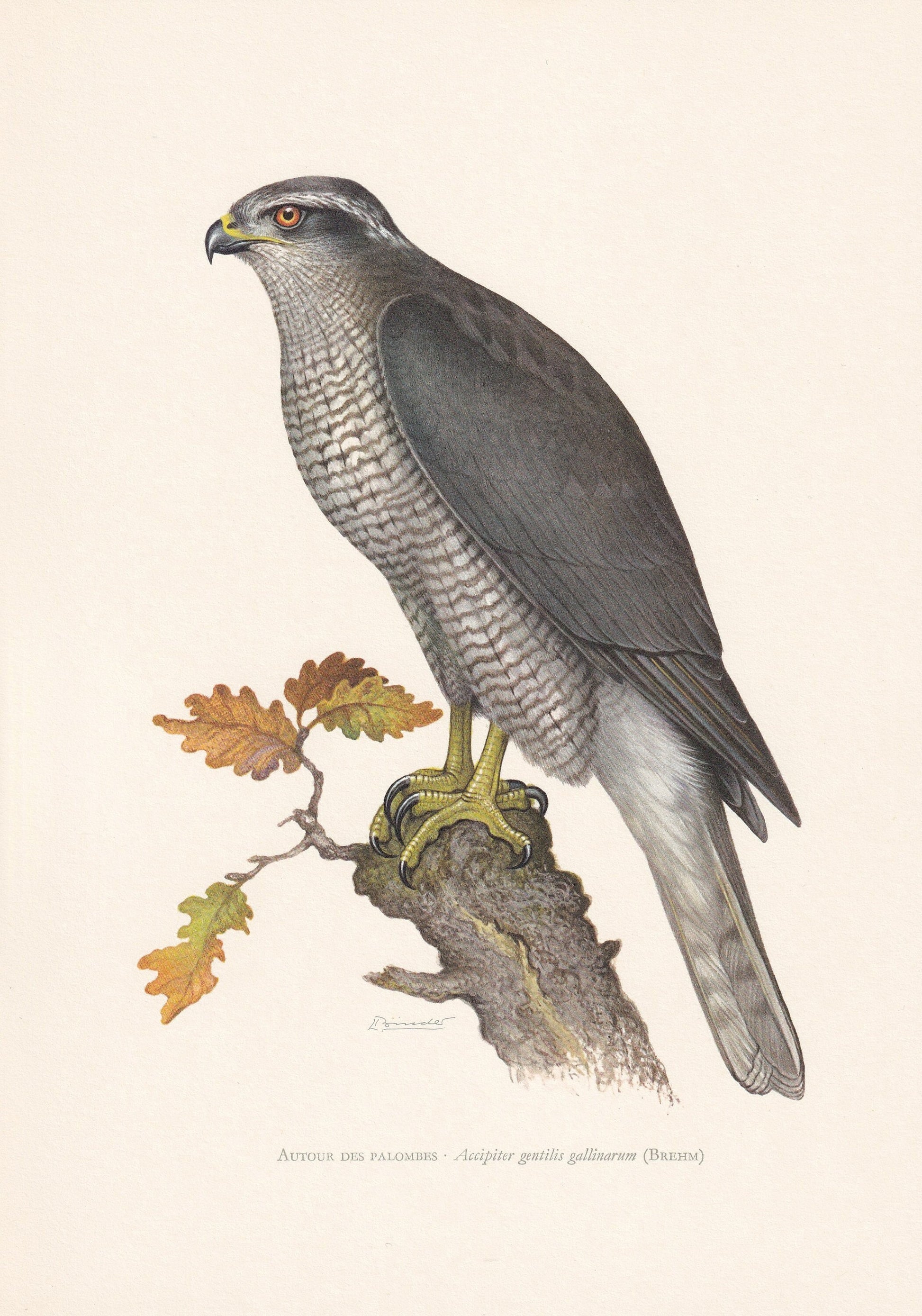 1960 GOSHAWK Bird Print - Vintage Bird Print - Bird Illustration - Bird Wall Art - Bird Decor - 7.5 x 10.6 Inches