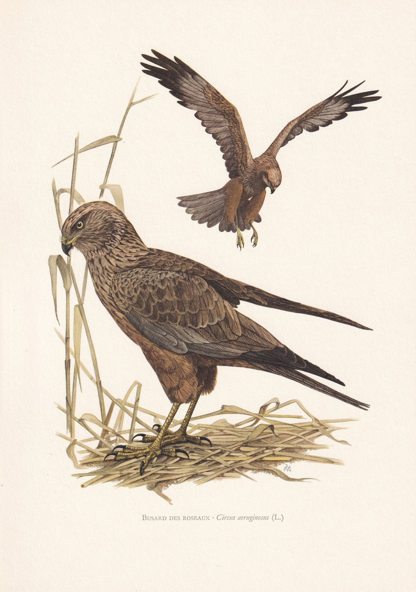 1960 WESTERN MARSH HARRIER Bird Print - Vintage Bird Print - Bird Illustration - Bird Wall Art - Bird Decor - 7.5 x 10.6 Inch