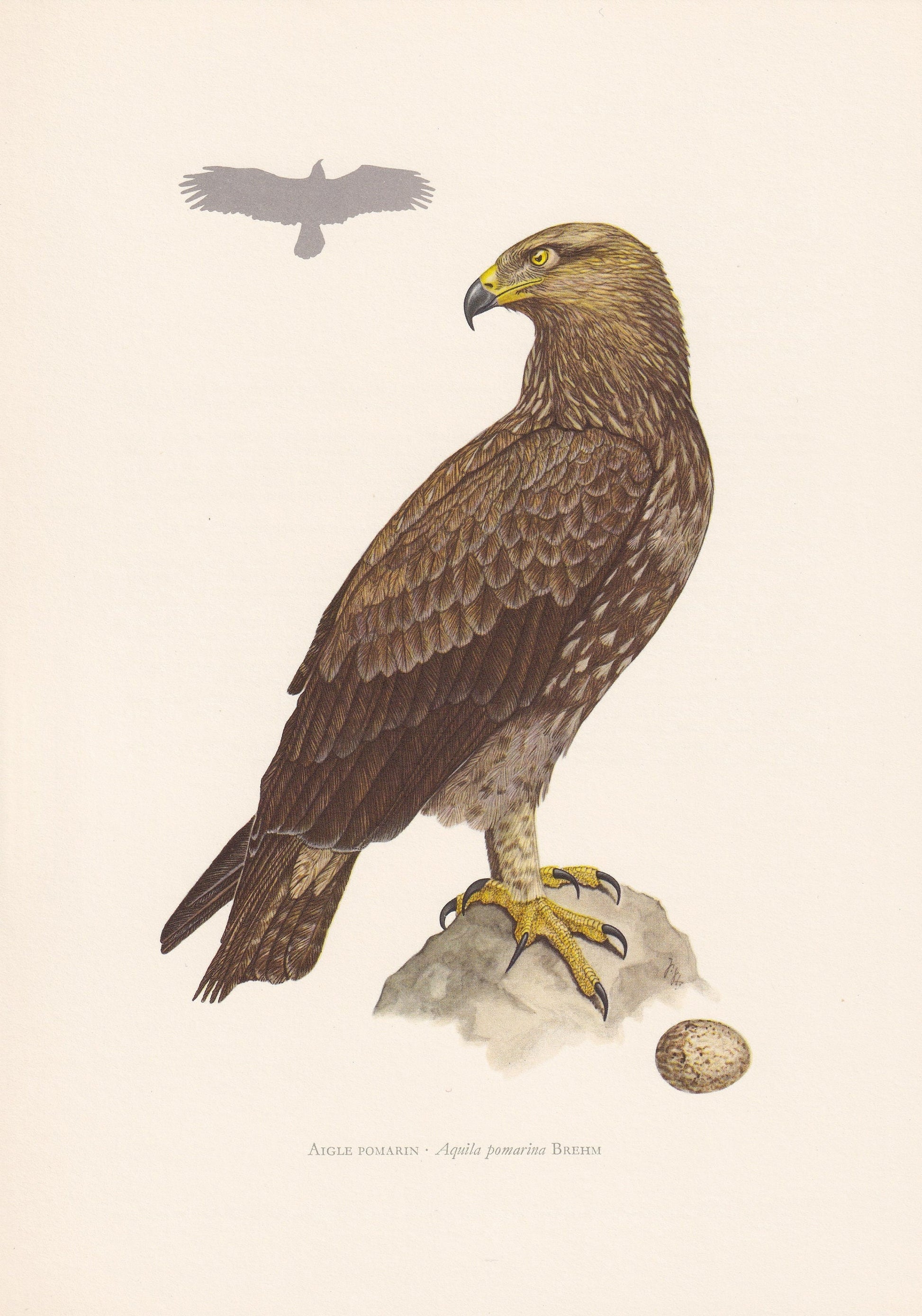 1960 LESSER SPOTTED EAGLE Bird Print - Vintage Bird Print - Bird Illustration - Bird Wall Art - Bird Decor - 7.5 x 10.6 Inche