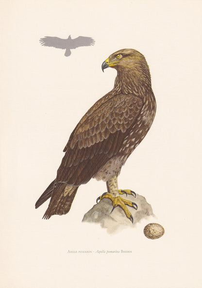 1960 LESSER SPOTTED EAGLE Bird Print - Vintage Bird Print - Bird Illustration - Bird Wall Art - Bird Decor - 7.5 x 10.6 Inche