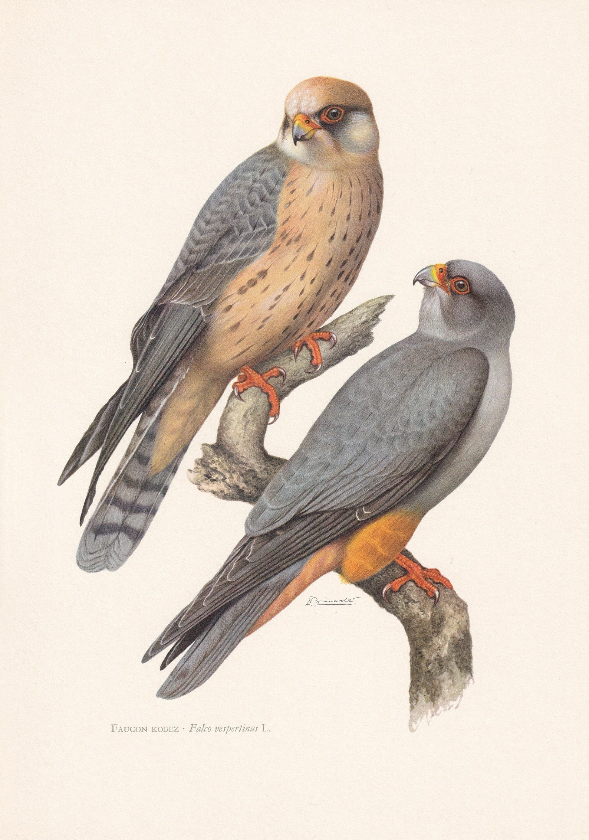 1960 RED-FOOTED FALCON Bird Print - Vintage Bird Print - Bird Illustration - Bird Wall Art - Bird Decor - 7.5 x 10.6 Inches