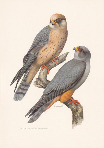 1960 RED-FOOTED FALCON Bird Print - Vintage Bird Print - Bird Illustration - Bird Wall Art - Bird Decor - 7.5 x 10.6 Inches