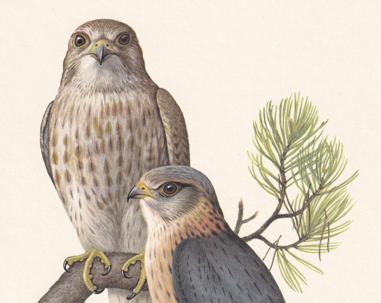 1960 MERLIN FALCON Bird Print - Vintage Bird Print - Bird Illustration - Bird Wall Art - Bird Decor - 7.5 x 10.6 Inches