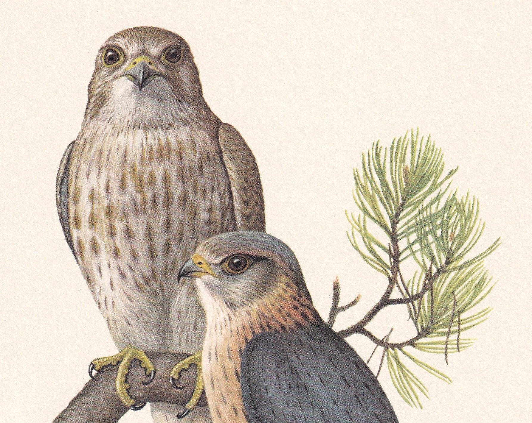 1960 MERLIN FALCON Bird Print - Vintage Bird Print - Bird Illustration - Bird Wall Art - Bird Decor - 7.5 x 10.6 Inches