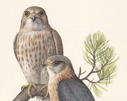 1960 MERLIN FALCON Bird Print - Vintage Bird Print - Bird Illustration - Bird Wall Art - Bird Decor - 7.5 x 10.6 Inches