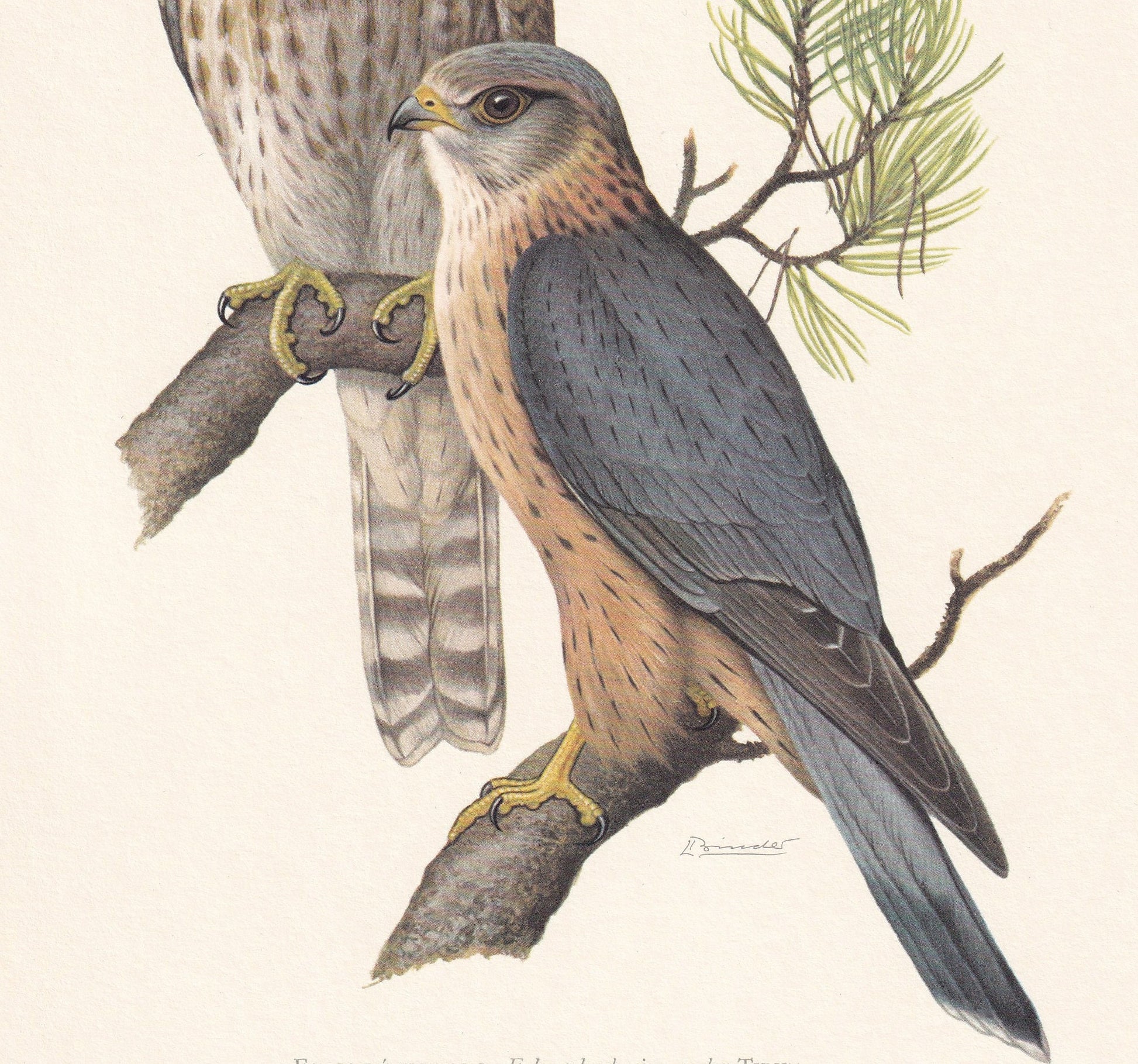 1960 MERLIN FALCON Bird Print - Vintage Bird Print - Bird Illustration - Bird Wall Art - Bird Decor - 7.5 x 10.6 Inches