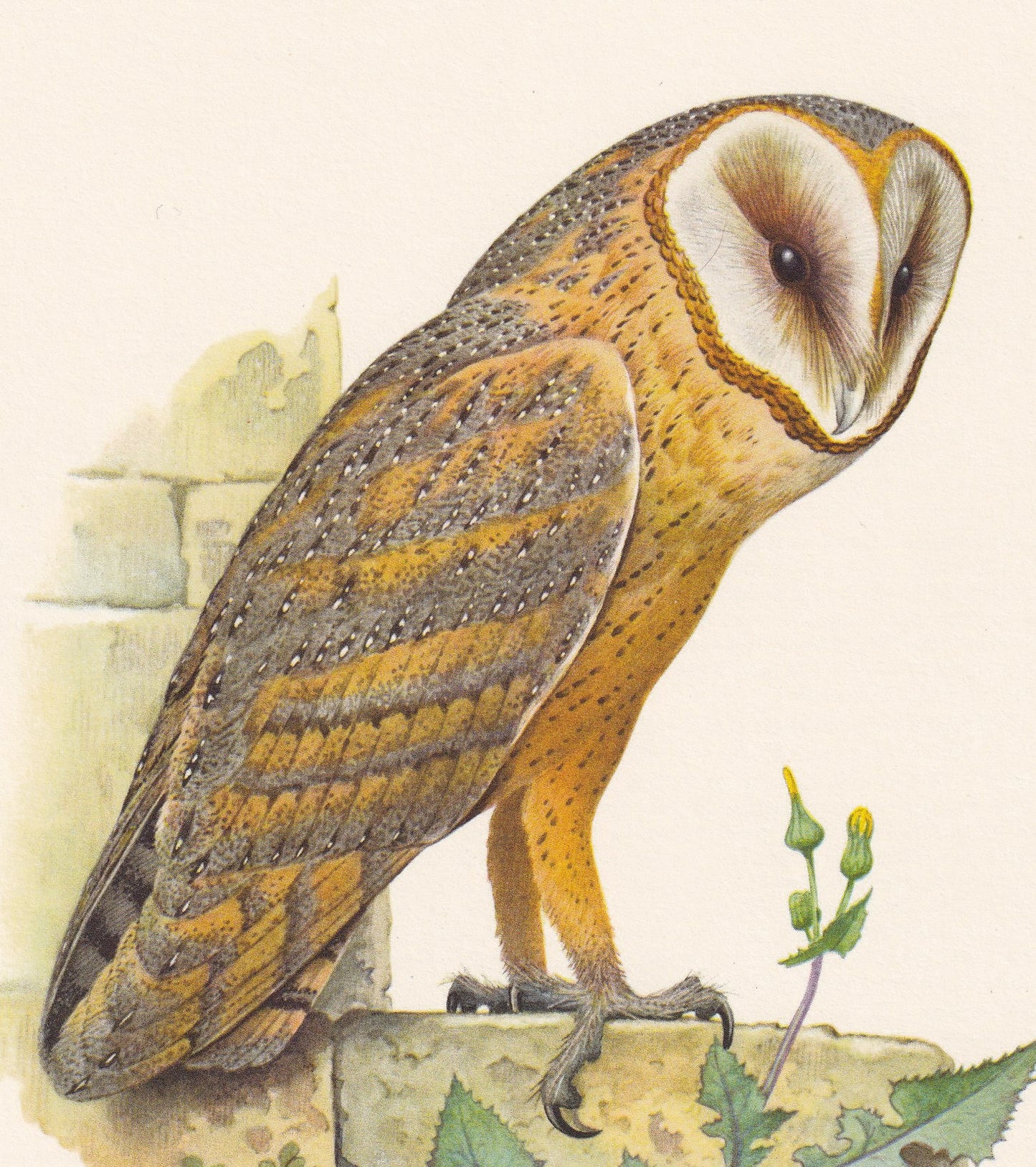 1960 BARN OWL Bird Print - Vintage Bird Print - Bird Illustration - Bird Wall Art - Bird Decor - 7.5 x 10.6 Inches