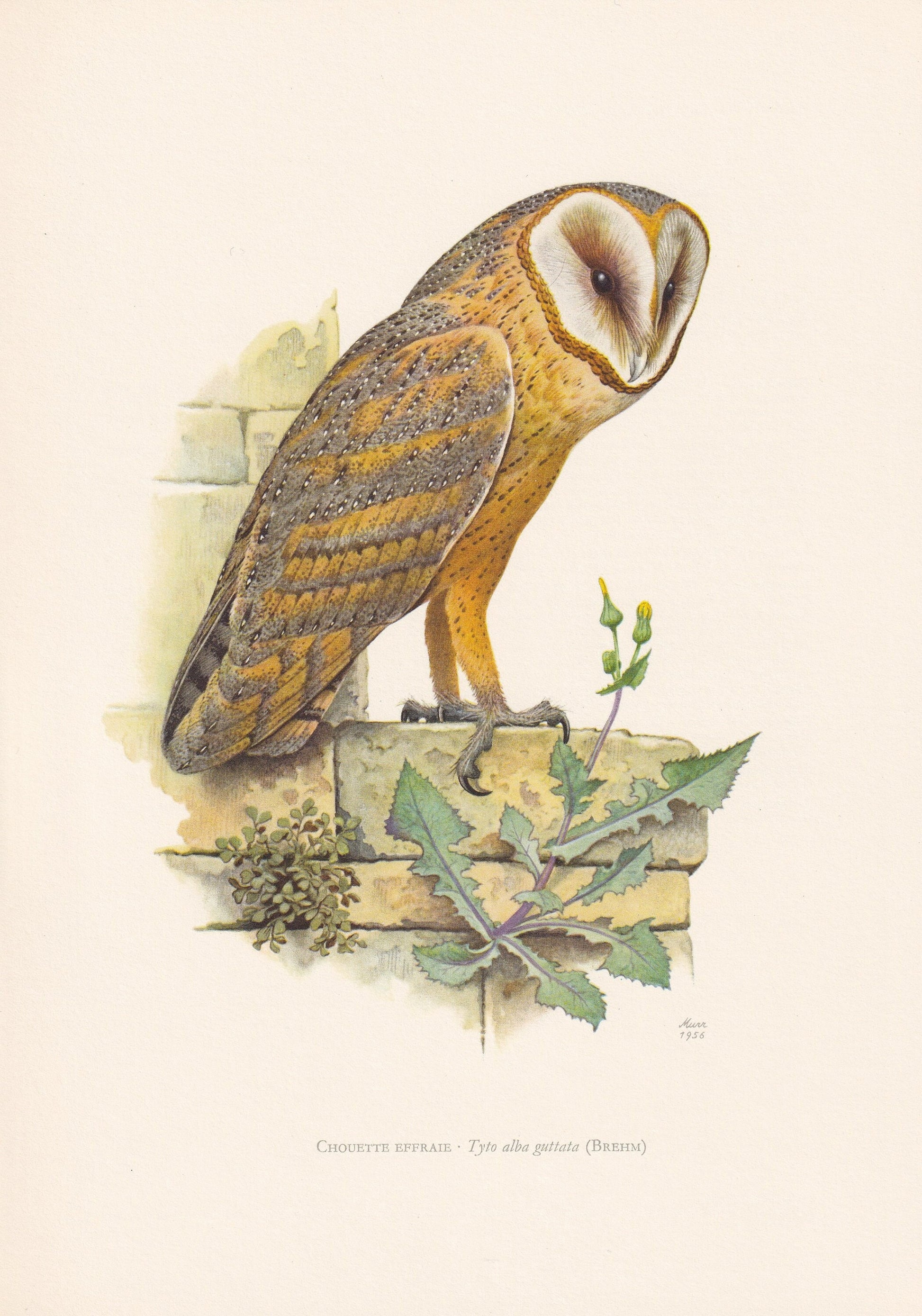 1960 BARN OWL Bird Print - Vintage Bird Print - Bird Illustration - Bird Wall Art - Bird Decor - 7.5 x 10.6 Inches