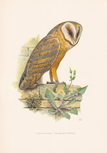 1960 BARN OWL Bird Print - Vintage Bird Print - Bird Illustration - Bird Wall Art - Bird Decor - 7.5 x 10.6 Inches