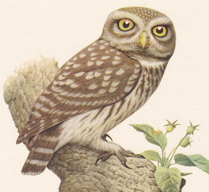 1960 LITTLE OWL Bird Print - Vintage Bird Print - Bird Illustration - Bird Wall Art - Bird Decor - 7.5 x 10.6 Inches