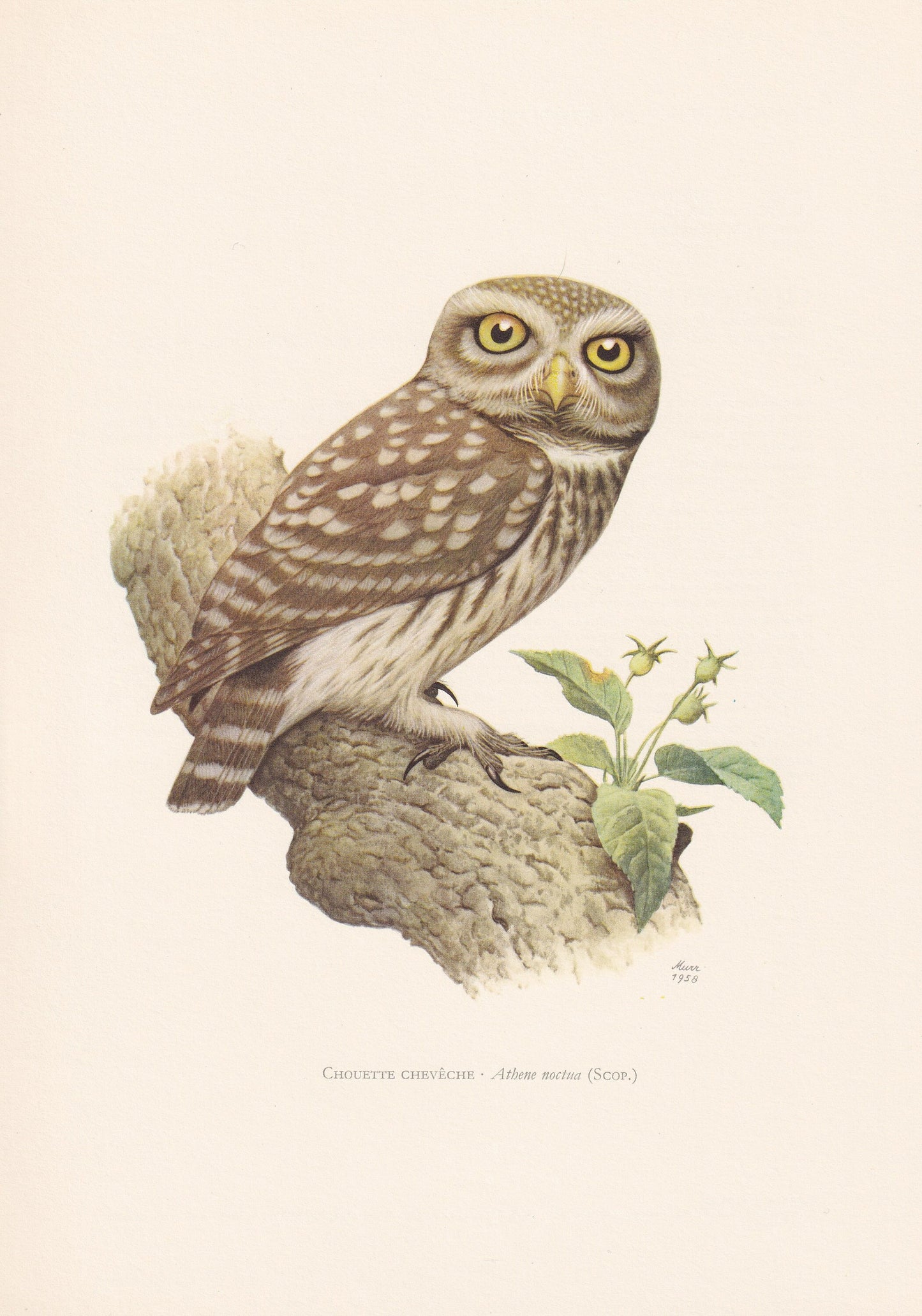 1960 LITTLE OWL Bird Print - Vintage Bird Print - Bird Illustration - Bird Wall Art - Bird Decor - 7.5 x 10.6 Inches