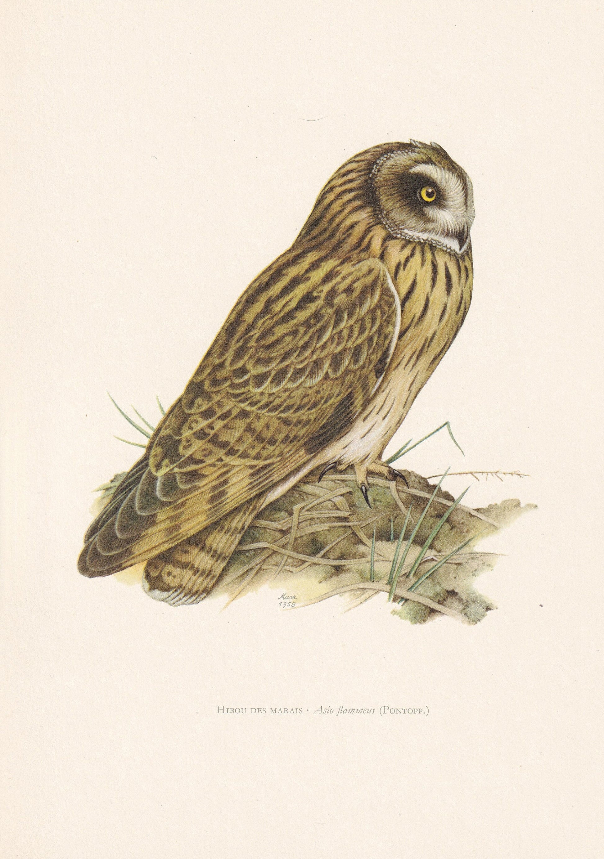 1960 SHORT-EARED OWL Bird Print - Vintage Bird Print - Bird Illustration - Bird Wall Art - Bird Decor - 7.5 x 10.6 Inches