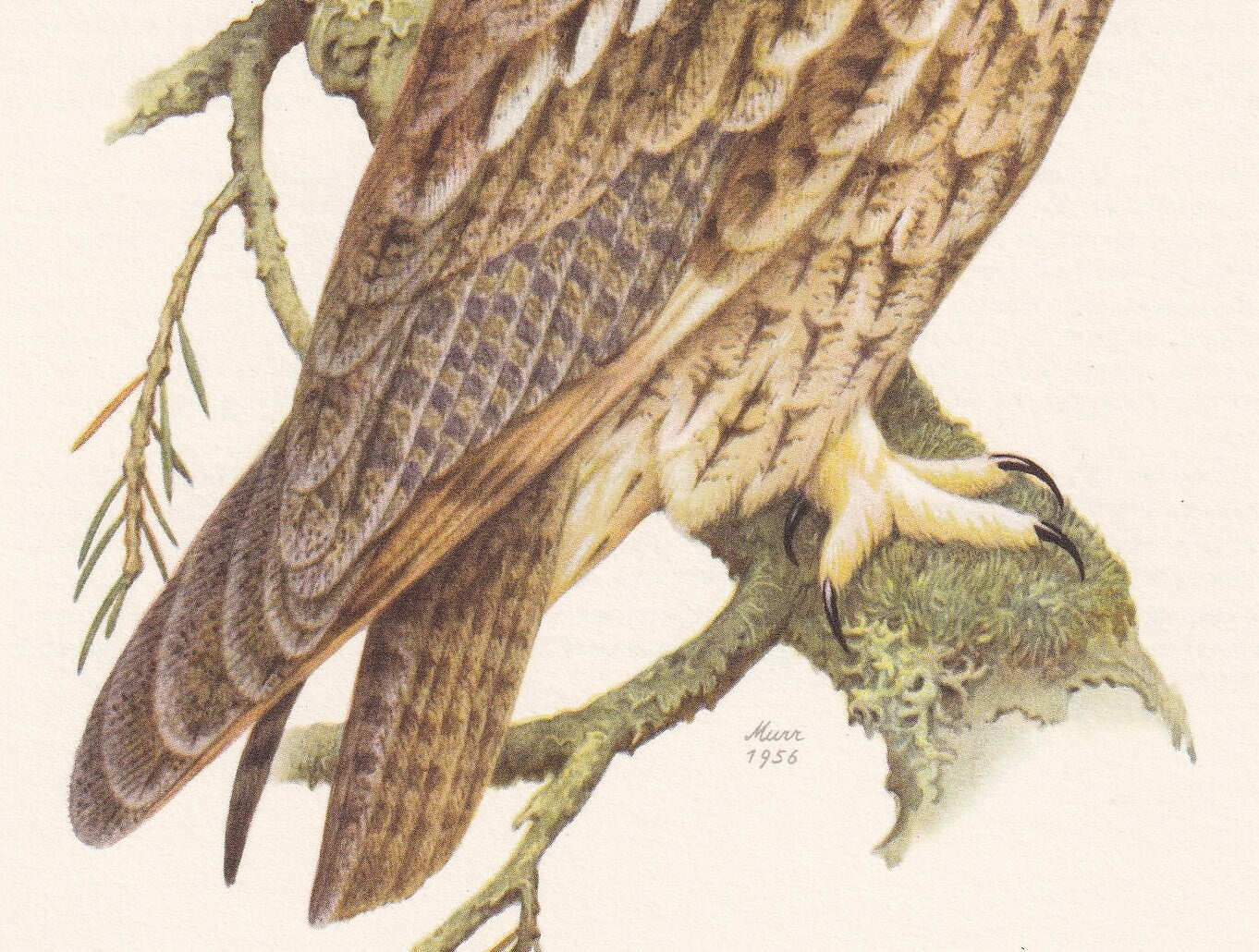 1960 LONG-EARED OWL Bird Print - Vintage Bird Print - Bird Illustration - Bird Wall Art - Bird Decor - 7.5 x 10.6 Inches