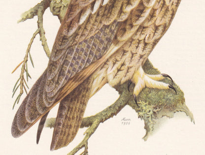 1960 LONG-EARED OWL Bird Print - Vintage Bird Print - Bird Illustration - Bird Wall Art - Bird Decor - 7.5 x 10.6 Inches