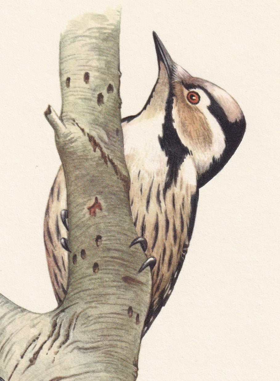 1960 LESSER SPOTTED WOODPECKER Bird Print - Vintage Bird Print - Bird Illustration - Bird Wall Art - Bird Decor - 7.5 x 10.6 