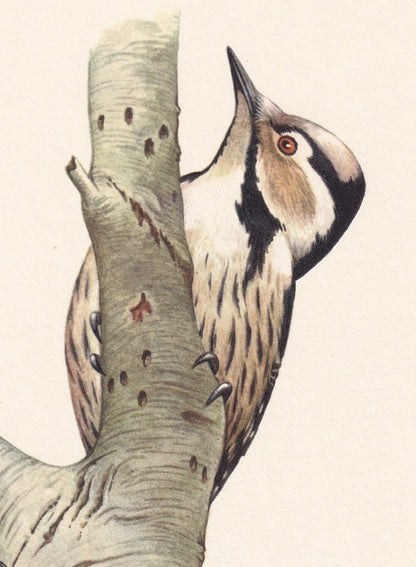 1960 LESSER SPOTTED WOODPECKER Bird Print - Vintage Bird Print - Bird Illustration - Bird Wall Art - Bird Decor - 7.5 x 10.6 