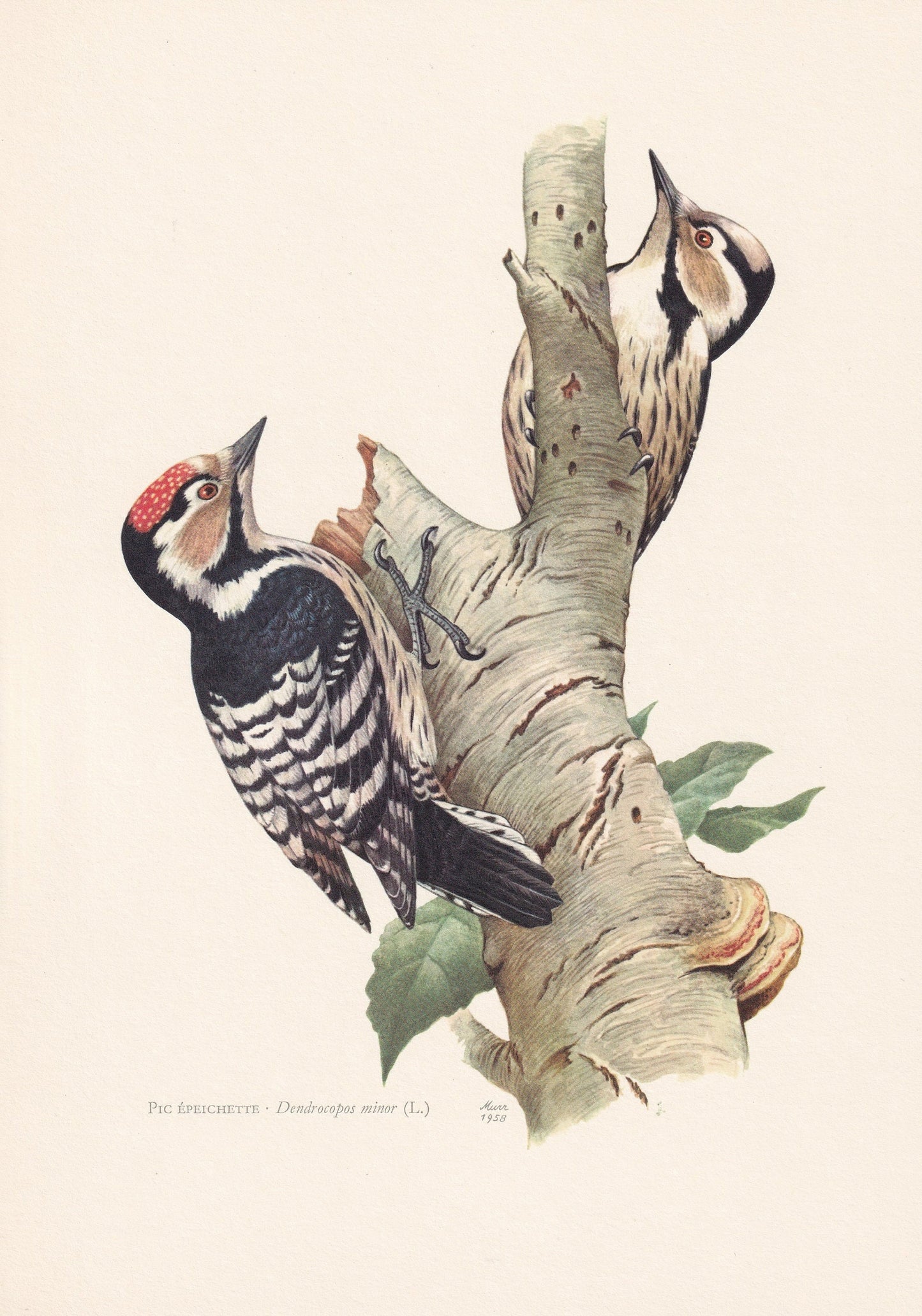 1960 LESSER SPOTTED WOODPECKER Bird Print - Vintage Bird Print - Bird Illustration - Bird Wall Art - Bird Decor - 7.5 x 10.6 