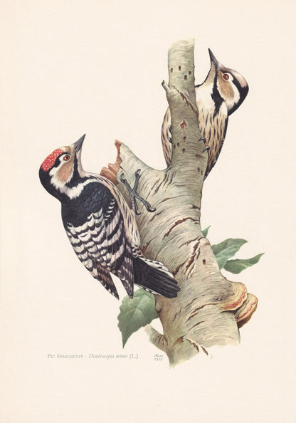 1960 LESSER SPOTTED WOODPECKER Bird Print - Vintage Bird Print - Bird Illustration - Bird Wall Art - Bird Decor - 7.5 x 10.6 