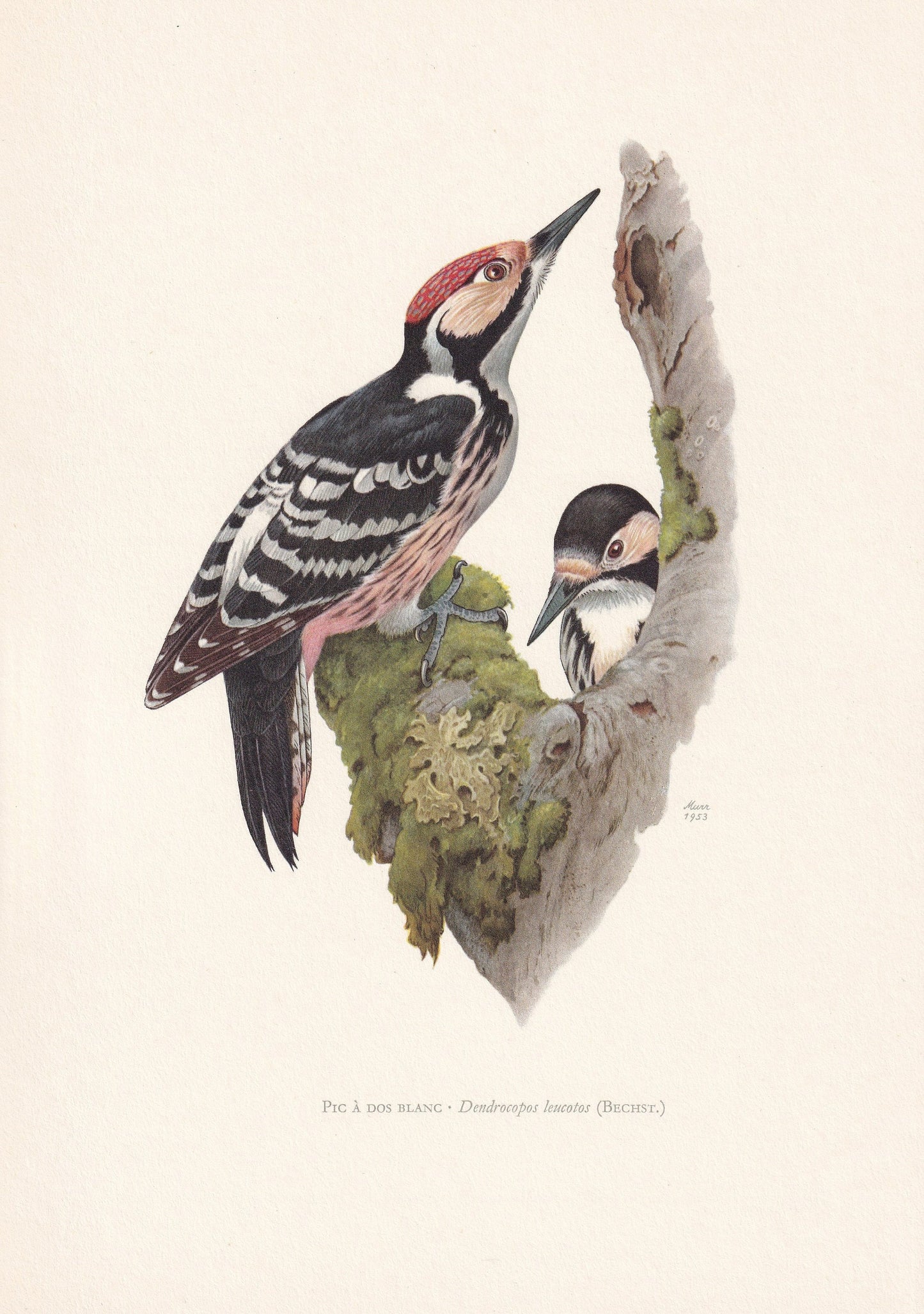 1960 WHITE-BACKED WOODPECKER Bird Print - Vintage Bird Print - Bird Illustration - Bird Wall Art - Bird Decor - 7.5 x 10.6 In