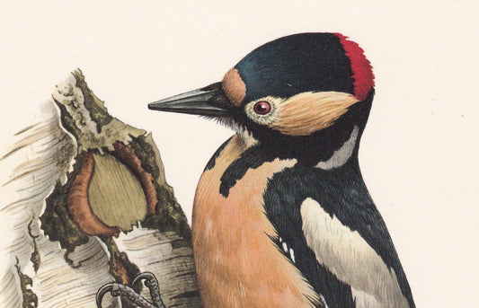 1960 GREAT SPOTTED WOODPECKER Bird Print - Vintage Bird Print - Bird Illustration - Bird Wall Art - Bird Decor - 7.5 x 10.6 I
