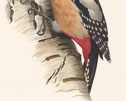 1960 GREAT SPOTTED WOODPECKER Bird Print - Vintage Bird Print - Bird Illustration - Bird Wall Art - Bird Decor - 7.5 x 10.6 I