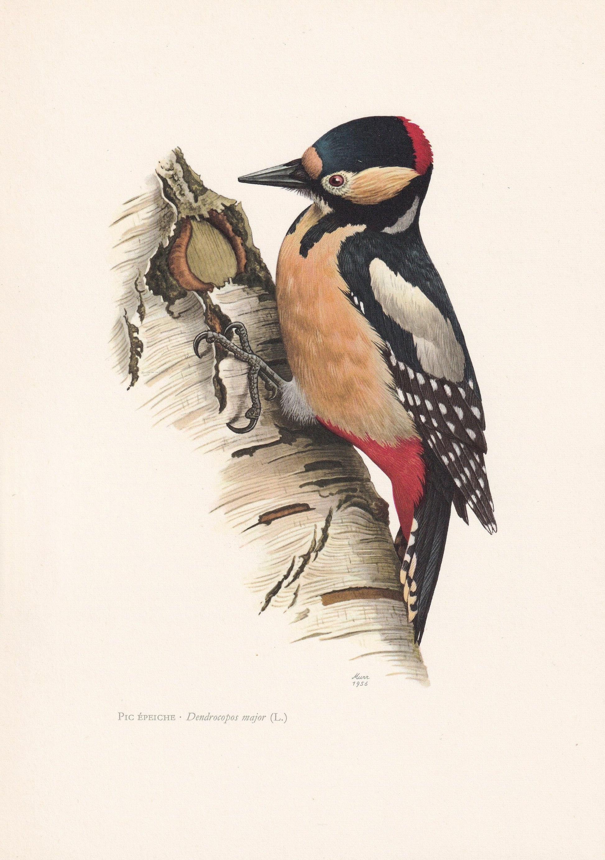 1960 GREAT SPOTTED WOODPECKER Bird Print - Vintage Bird Print - Bird Illustration - Bird Wall Art - Bird Decor - 7.5 x 10.6 I