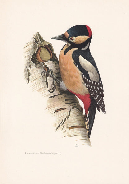 1960 GREAT SPOTTED WOODPECKER Bird Print - Vintage Bird Print - Bird Illustration - Bird Wall Art - Bird Decor - 7.5 x 10.6 I
