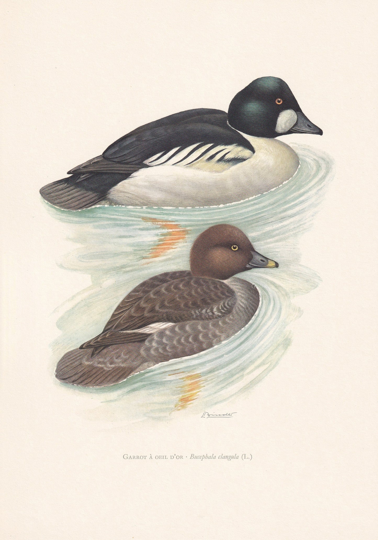 1960 COMMON GOLDENEYE DUCK Bird Print - Vintage Bird Print - Bird Illustration - Bird Wall Art - Bird Decor - 7.5 x 10.6 Inches