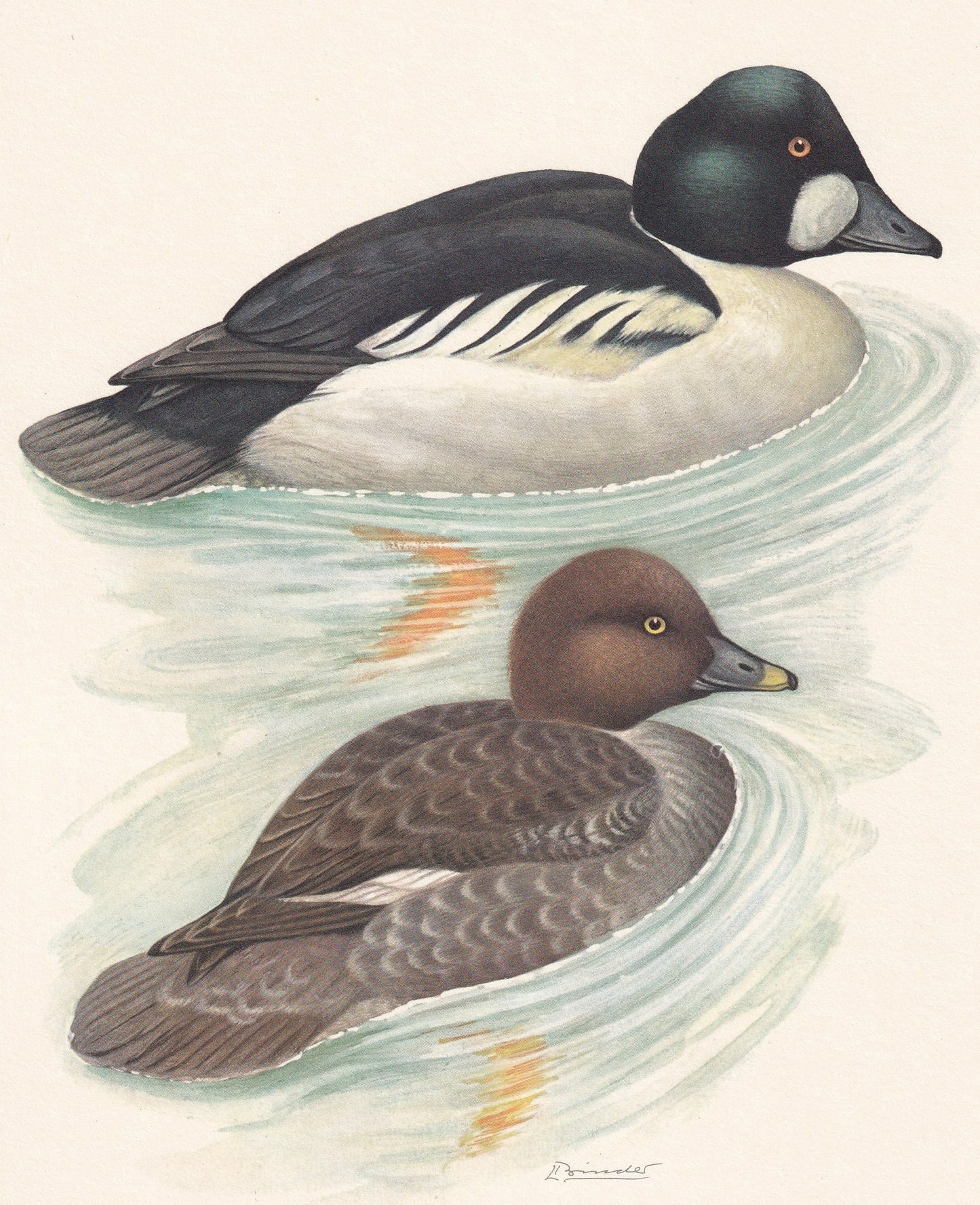1960 COMMON GOLDENEYE DUCK Bird Print - Vintage Bird Print - Bird Illustration - Bird Wall Art - Bird Decor - 7.5 x 10.6 Inches