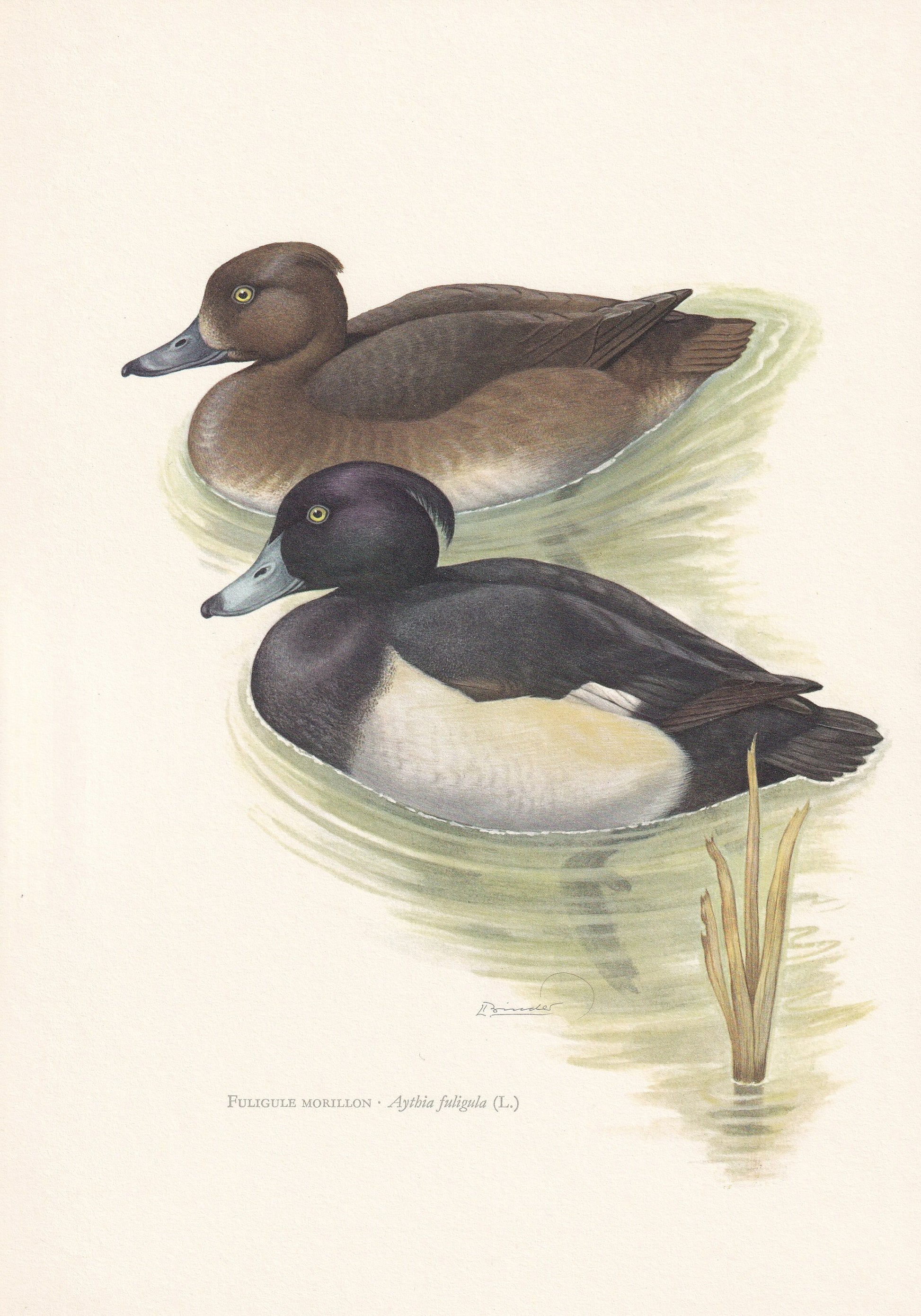 1960 TUFTED DUCK Bird Print - Vintage Bird Print - Bird Illustration - Bird Wall Art - Bird Decor - 7.5 x 10.6 Inches