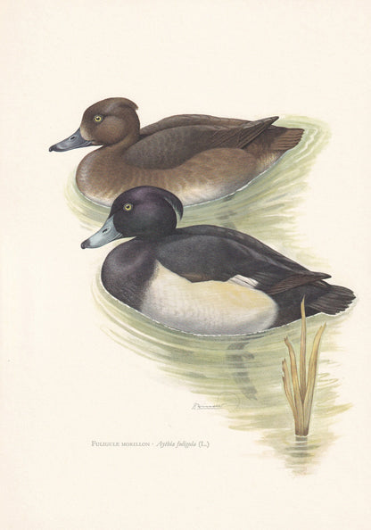 1960 TUFTED DUCK Bird Print - Vintage Bird Print - Bird Illustration - Bird Wall Art - Bird Decor - 7.5 x 10.6 Inches