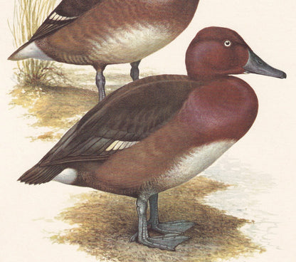 1960 FERRUGINOUS DUCK Bird Print - Vintage Bird Print - Bird Illustration - Bird Wall Art - Bird Decor - 7.5 x 10.6 Inches