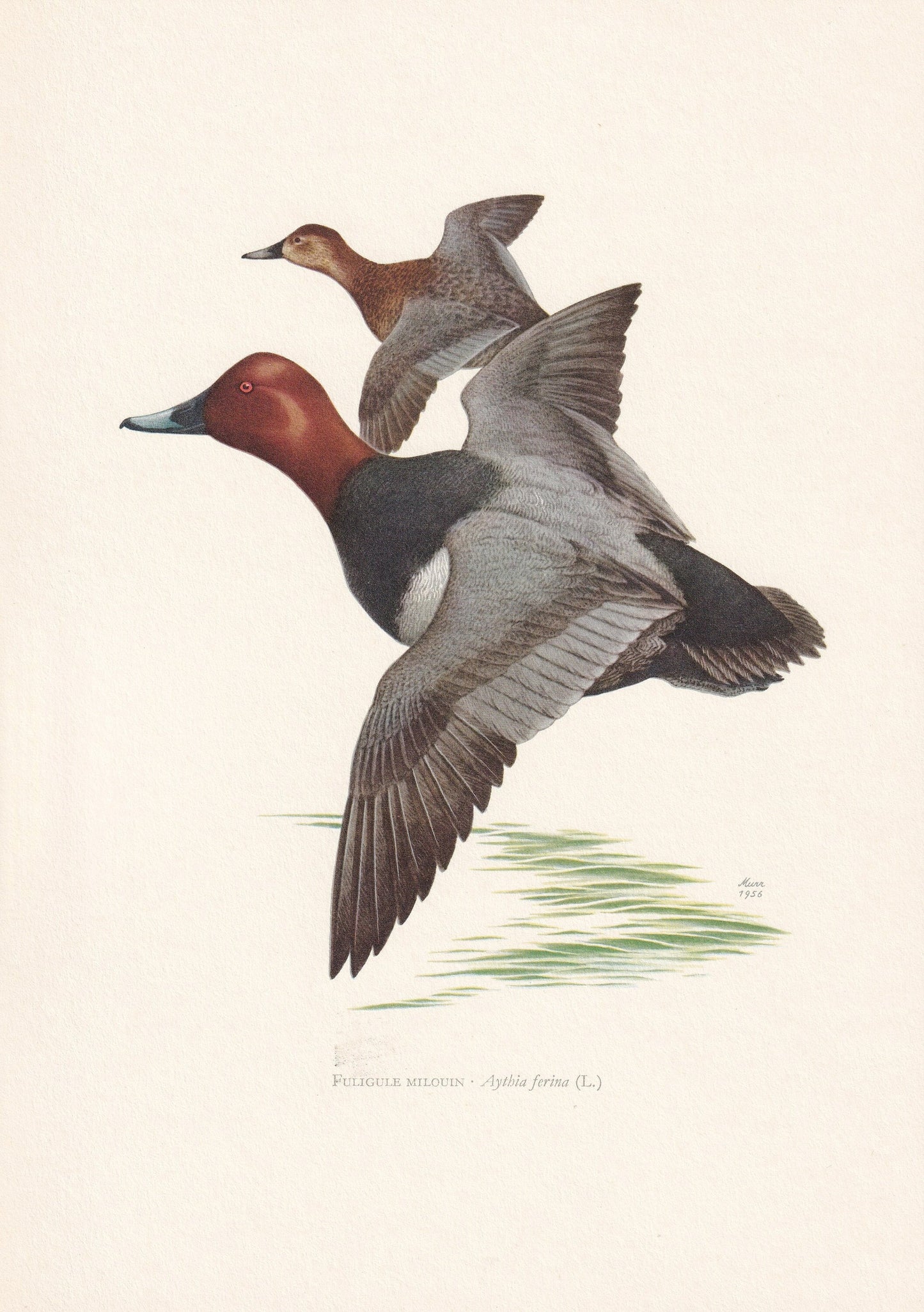 1960 COMMON POCHARD DUCK Bird Print - Vintage Bird Print - Bird Illustration - Bird Wall Art - Bird Decor - 7.5 x 10.6 Inches