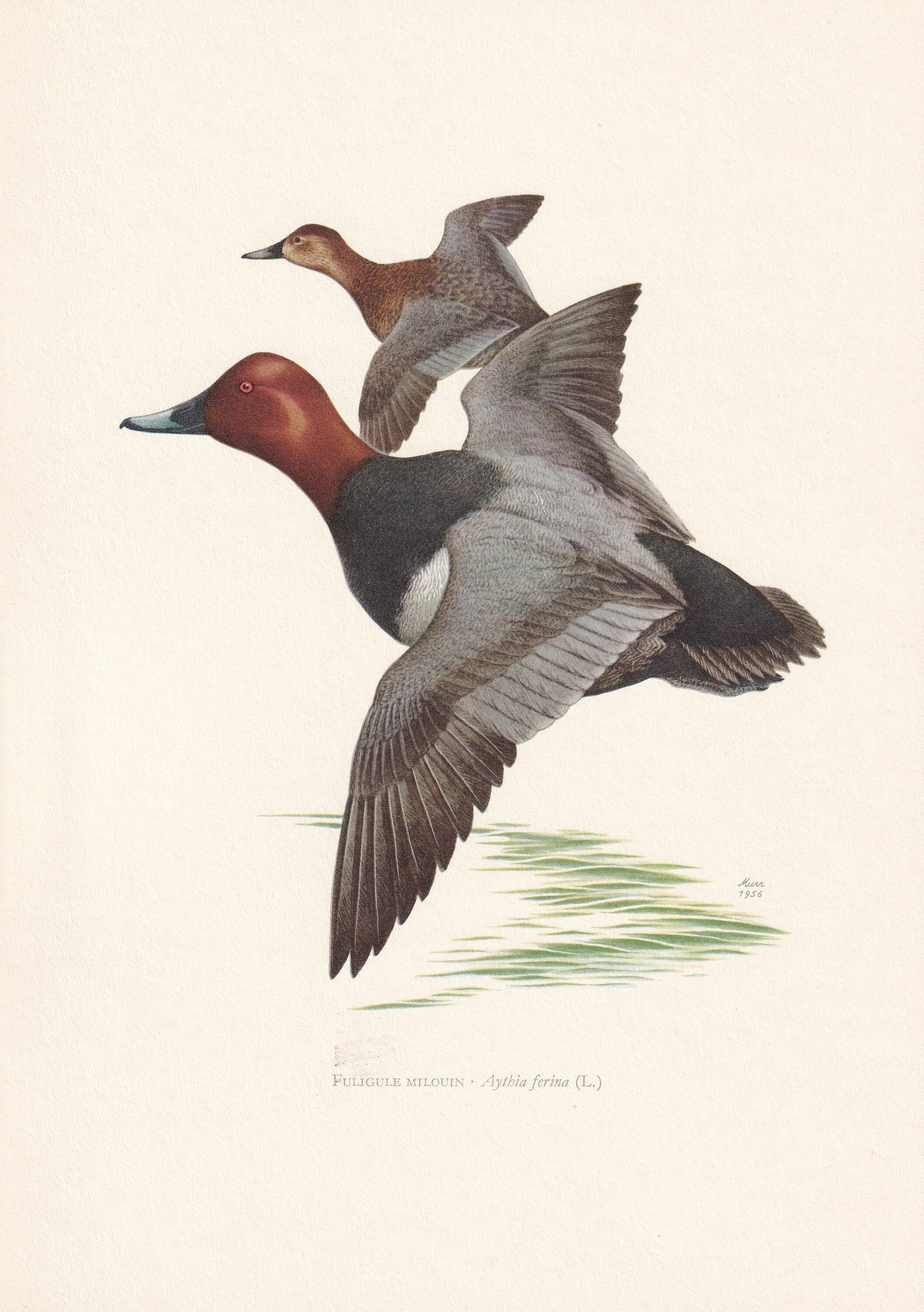 1960 COMMON POCHARD DUCK Bird Print - Vintage Bird Print - Bird Illustration - Bird Wall Art - Bird Decor - 7.5 x 10.6 Inches