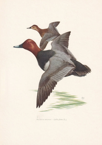 1960 COMMON POCHARD DUCK Bird Print - Vintage Bird Print - Bird Illustration - Bird Wall Art - Bird Decor - 7.5 x 10.6 Inches