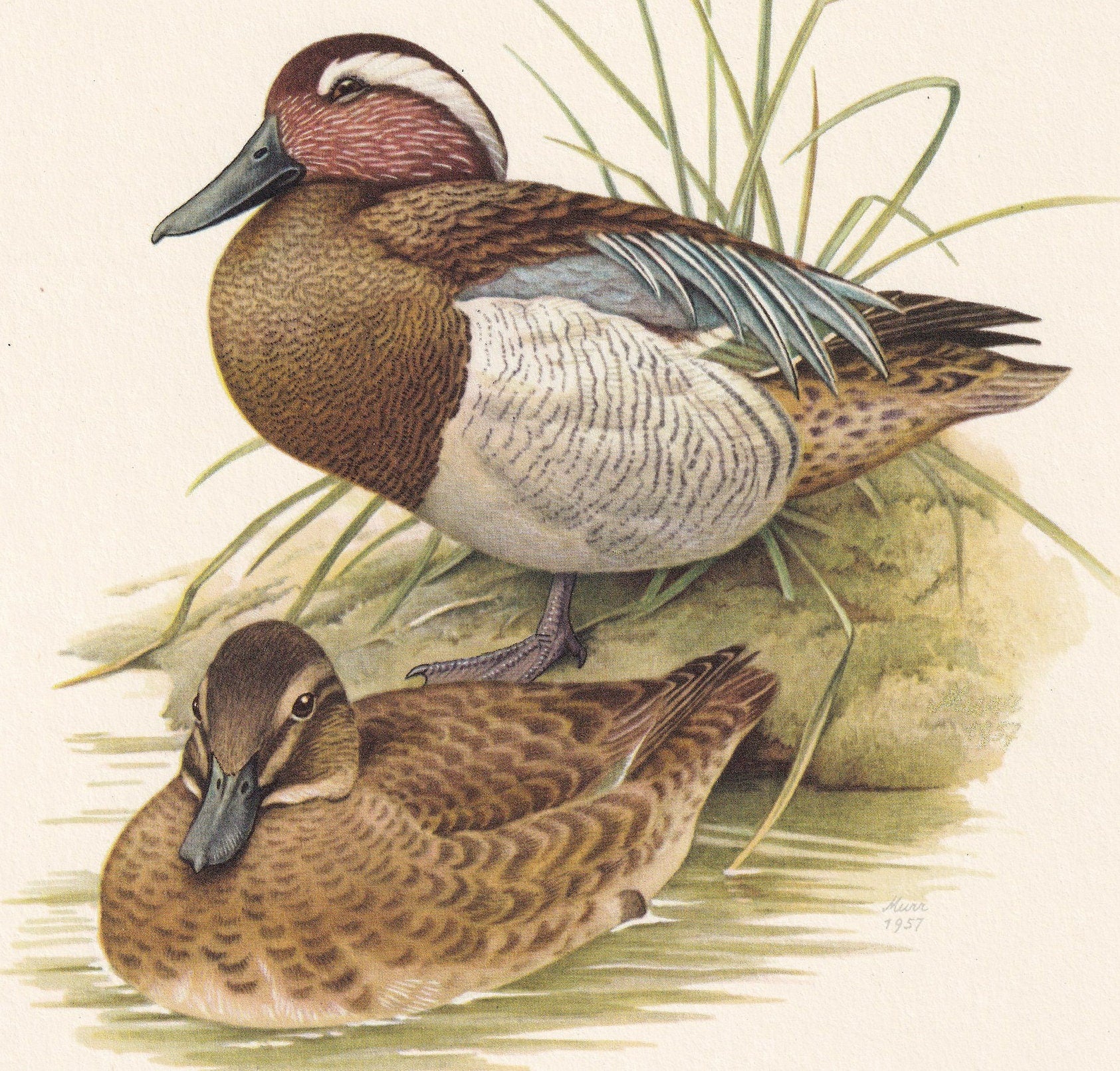 1960 GARGANEY DUCK Bird Print - Vintage Bird Print - Bird Illustration - Bird Wall Art - Bird Decor - 7.5 x 10.6 Inches