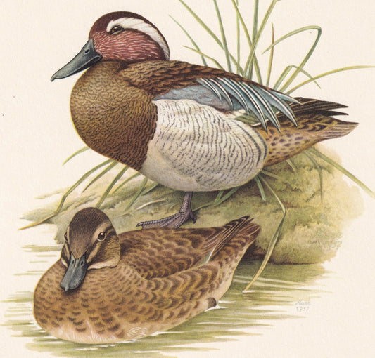 1960 GARGANEY DUCK Bird Print - Vintage Bird Print - Bird Illustration - Bird Wall Art - Bird Decor - 7.5 x 10.6 Inches