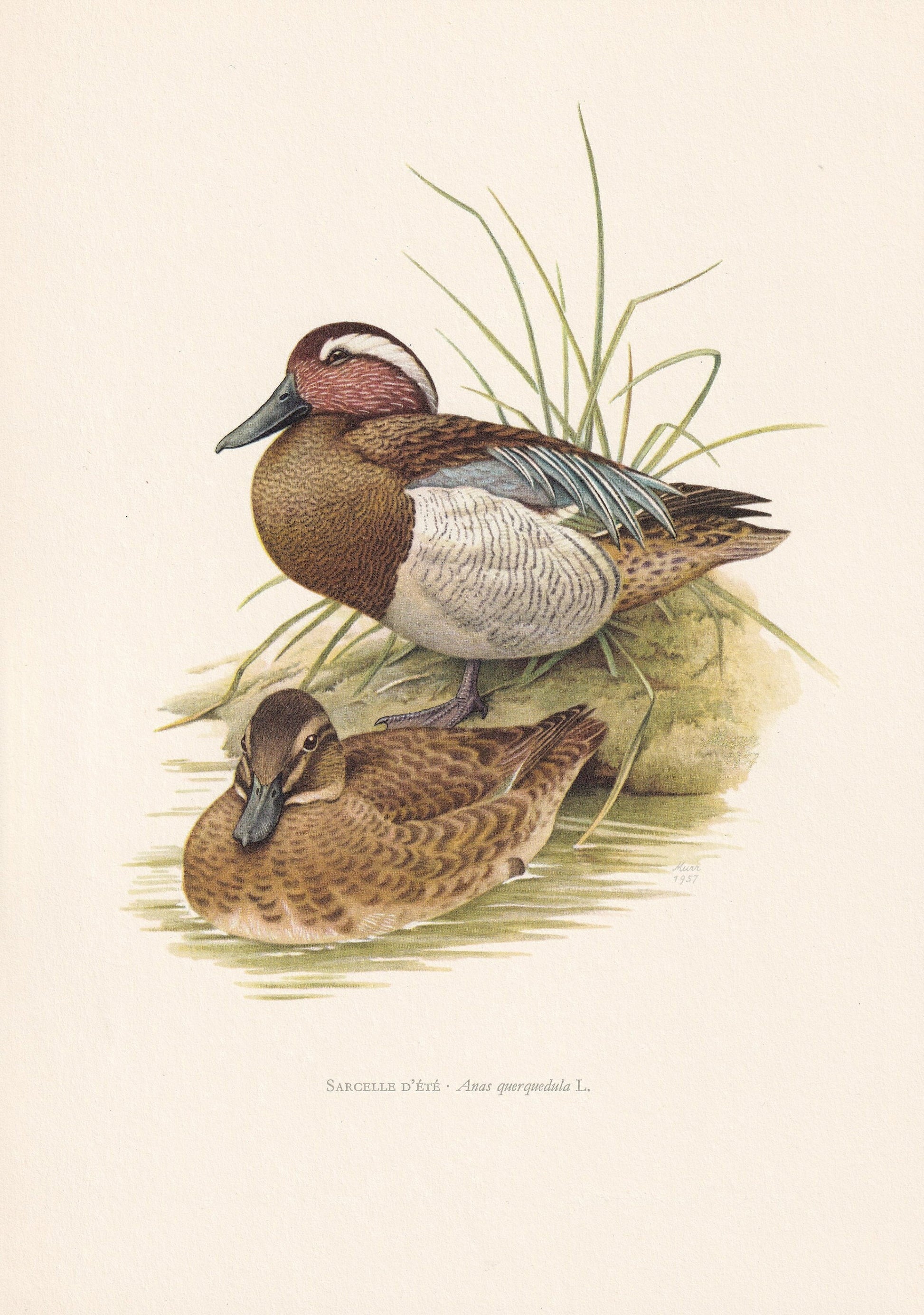 1960 GARGANEY DUCK Bird Print - Vintage Bird Print - Bird Illustration - Bird Wall Art - Bird Decor - 7.5 x 10.6 Inches