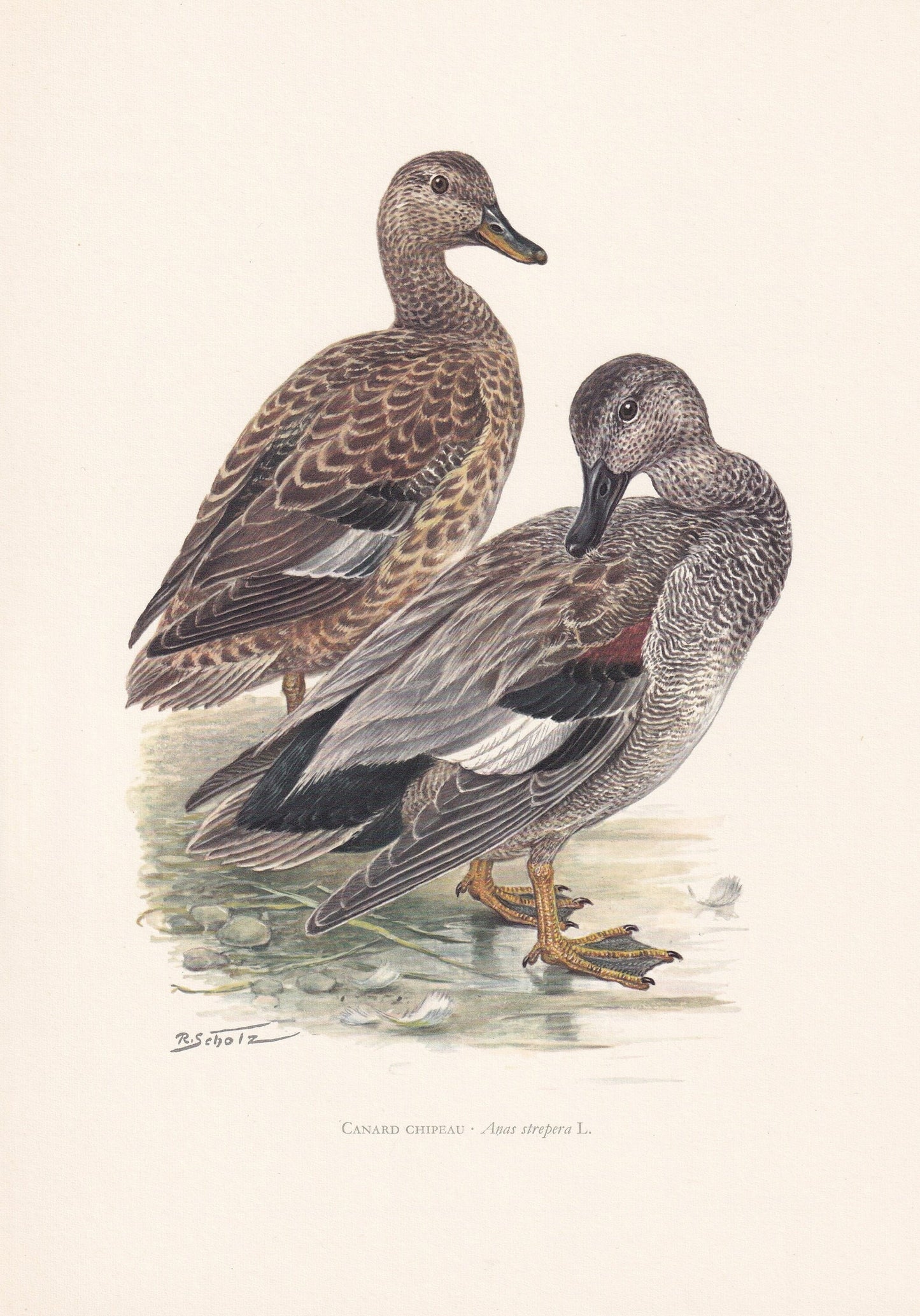 1960 GADWALL DUCK Bird Print - Vintage Bird Print - Bird Illustration - Bird Wall Art - Bird Decor - 7.5 x 10.6 Inches