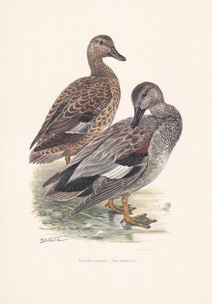 1960 GADWALL DUCK Bird Print - Vintage Bird Print - Bird Illustration - Bird Wall Art - Bird Decor - 7.5 x 10.6 Inches