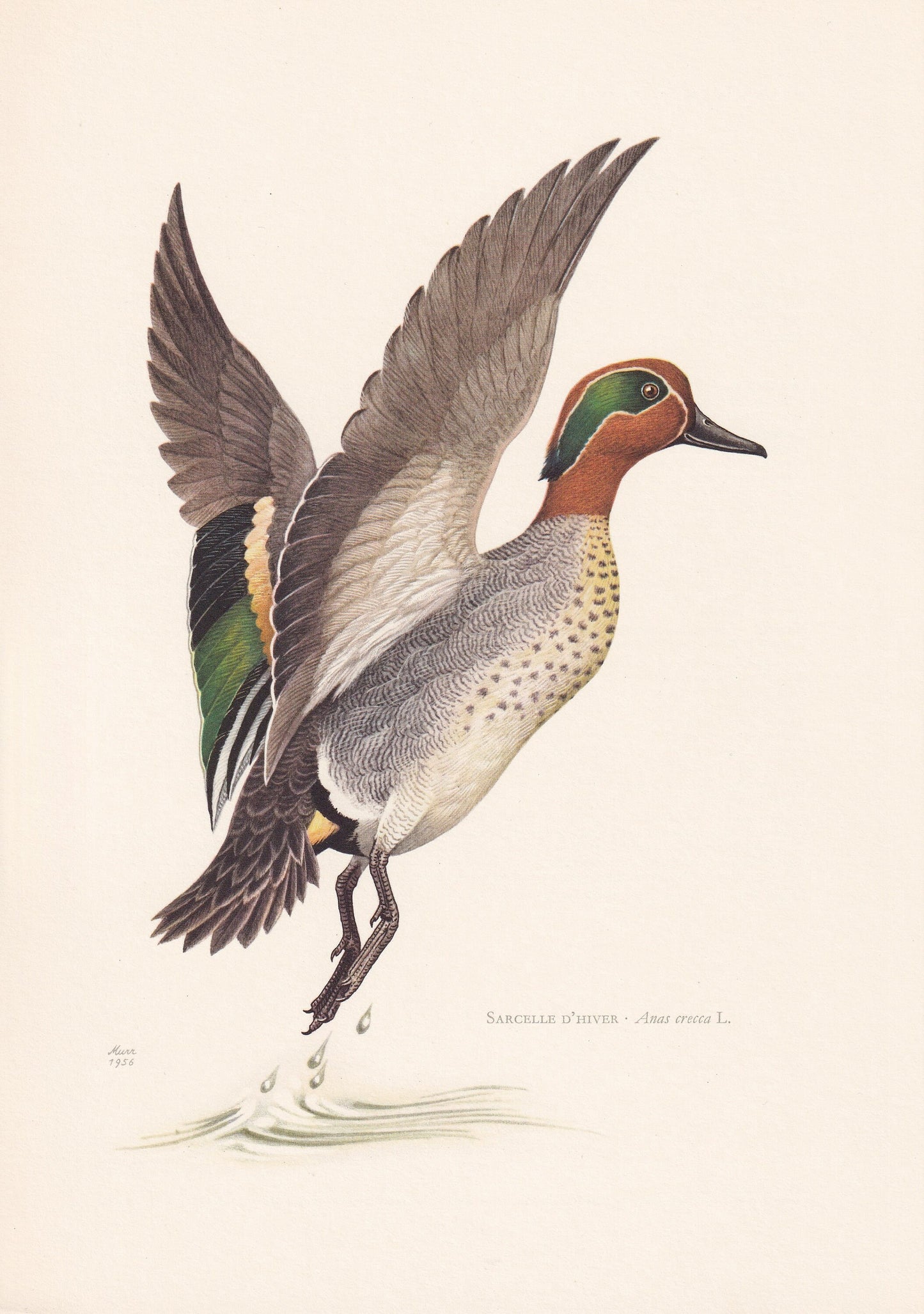 1960 TEAL DUCK Bird Print - Vintage Bird Print - Bird Illustration - Bird Wall Art - Bird Decor - 7.5 x 10.6 Inches