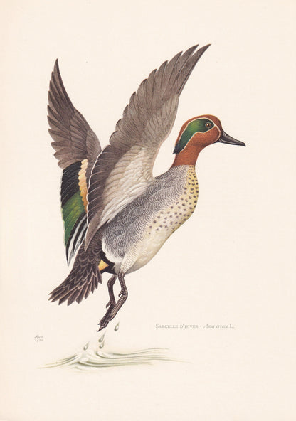 1960 TEAL DUCK Bird Print - Vintage Bird Print - Bird Illustration - Bird Wall Art - Bird Decor - 7.5 x 10.6 Inches