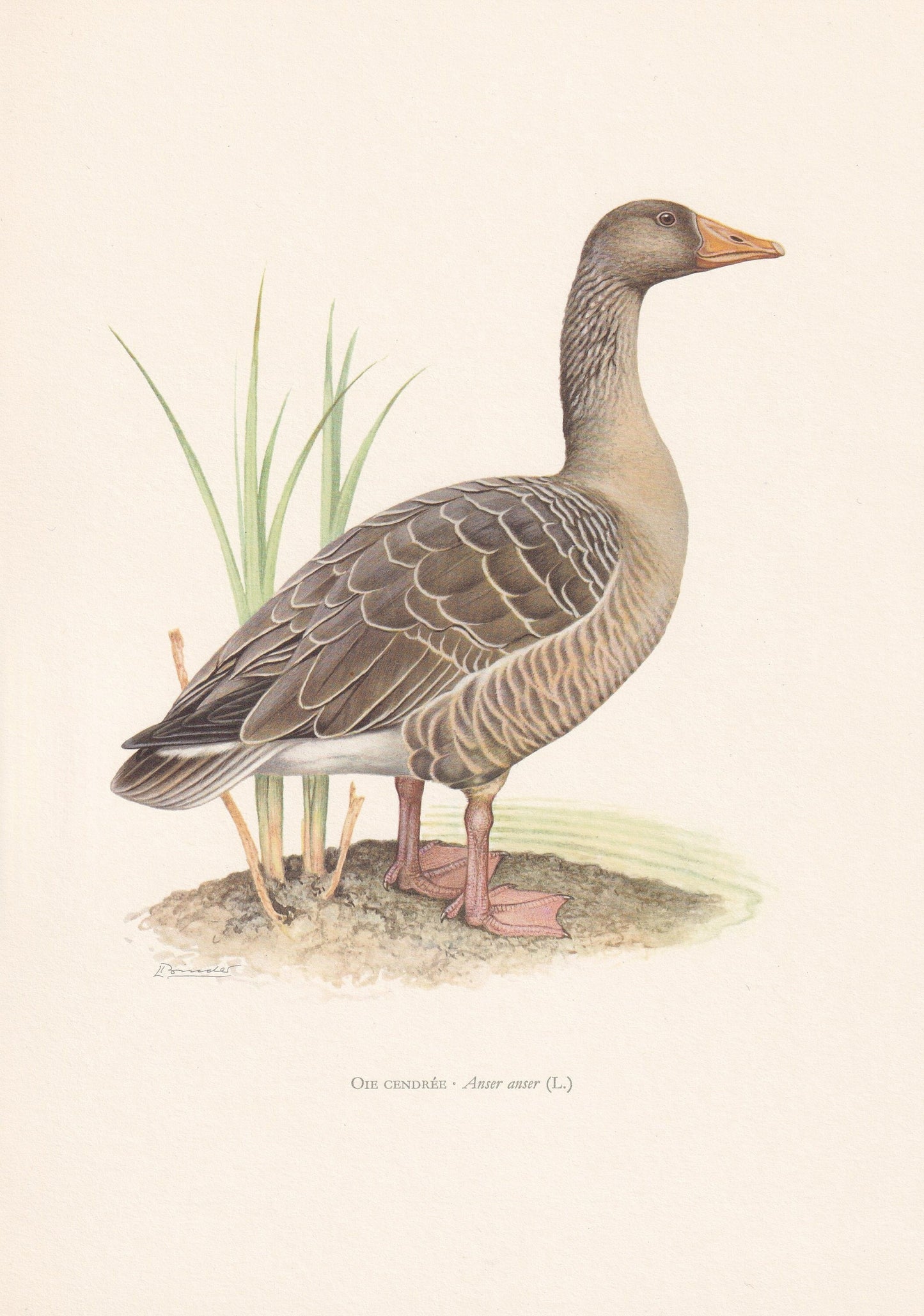1960 GREYLAG GOOSE Bird Print - Vintage Bird Print - Bird Illustration - Bird Wall Art - Bird Decor - 7.5 x 10.6 Inches