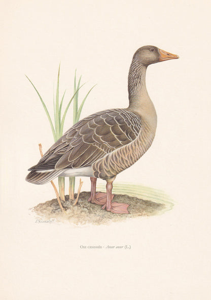 1960 GREYLAG GOOSE Bird Print - Vintage Bird Print - Bird Illustration - Bird Wall Art - Bird Decor - 7.5 x 10.6 Inches