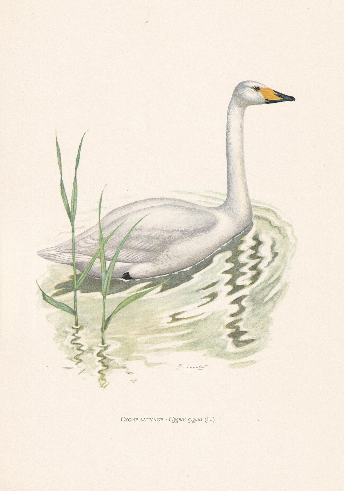 1960 WHOOPER SWAN Bird Print - Vintage Bird Print - Bird Illustration - Bird Wall Art - Bird Decor - 7.5 x 10.6 Inches