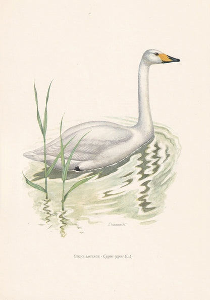 1960 WHOOPER SWAN Bird Print - Vintage Bird Print - Bird Illustration - Bird Wall Art - Bird Decor - 7.5 x 10.6 Inches