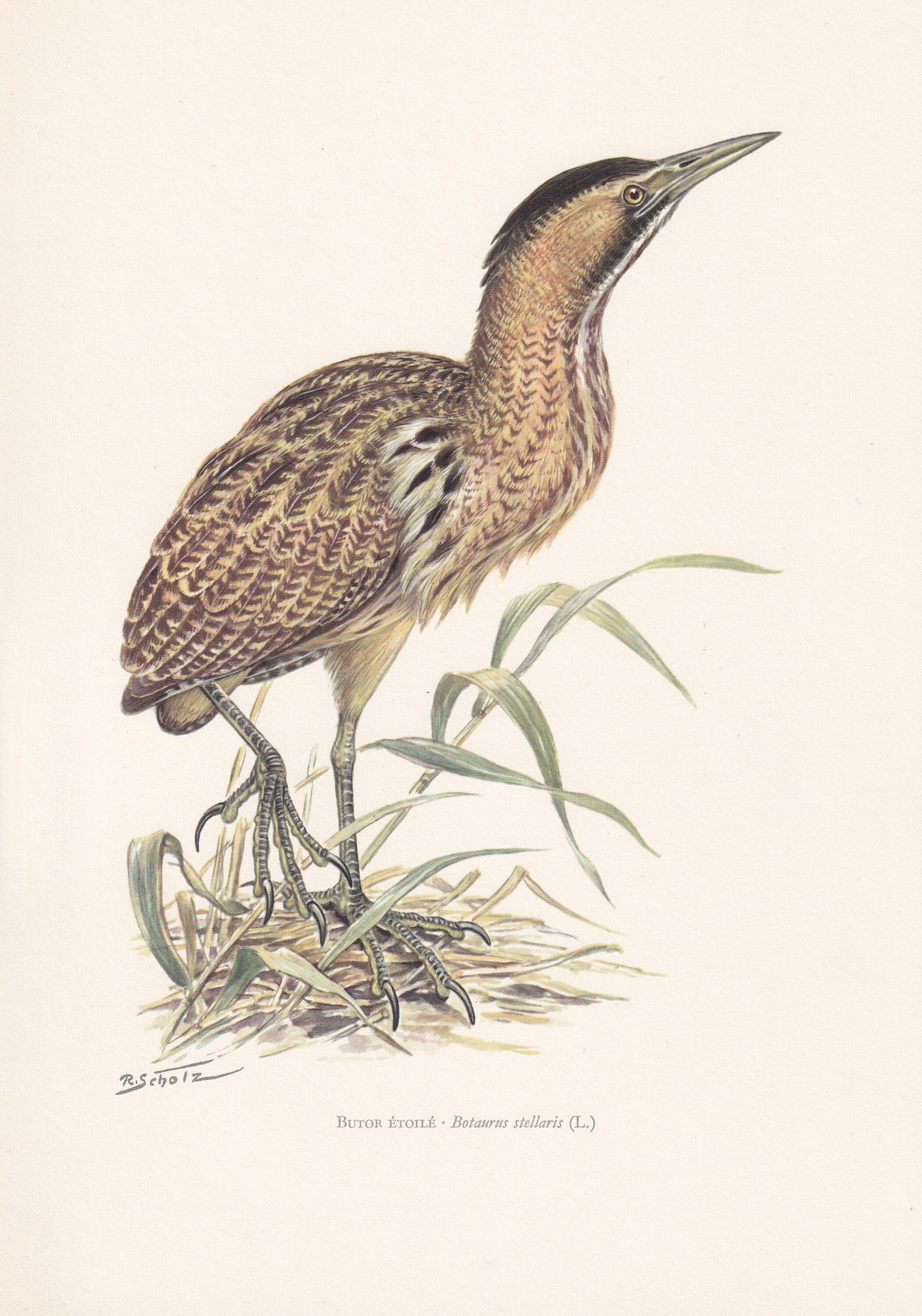 1960 BITTERN Bird Print - Vintage Bird Print - Bird Illustration - Bird Wall Art - Bird Decor - 7.5 x 10.6 Inches